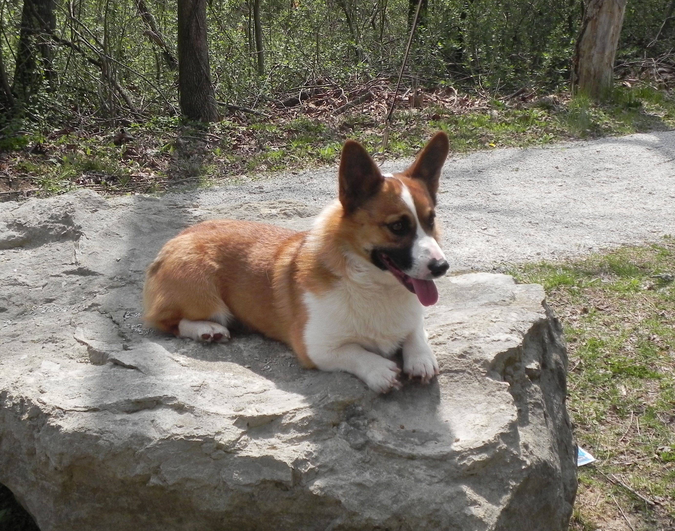 Classic Kennels Pembroke Welsh