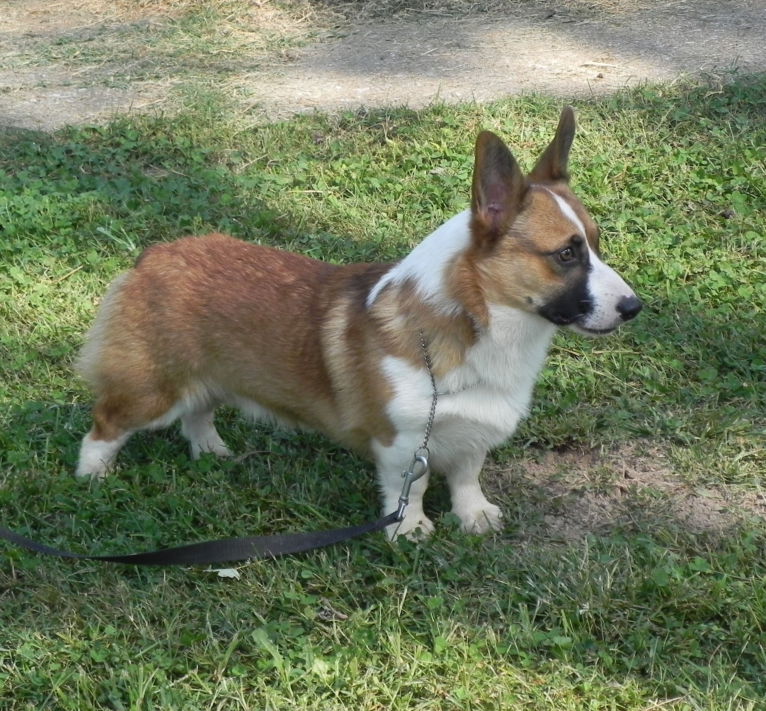 Classic Kennels Pembroke Welsh