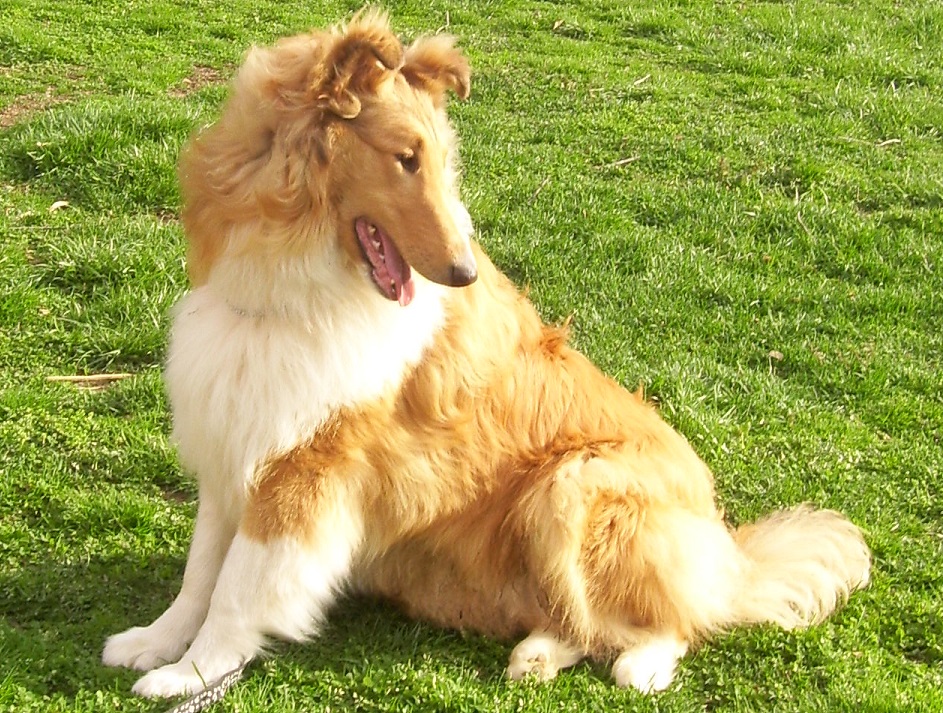 Classic Kennels Collie Boys